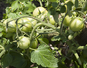 Image showing Homemade green tomatoes