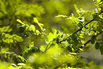 Image showing young leaf shrub