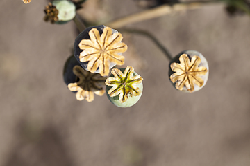 Image showing Poppy plant