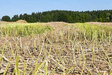 Image showing canola straw