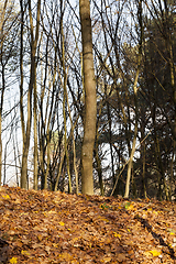 Image showing Autumn forest