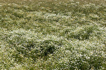 Image showing chamomile medicinal fields