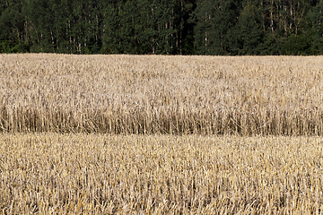 Image showing Harvesting field