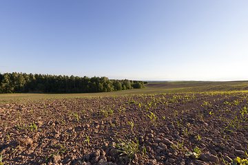 Image showing Europe corn field