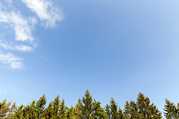 Image showing sky clouds spruce