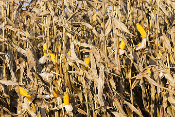 Image showing corn seeds autumn field