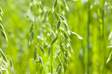 Image showing oats cultivation