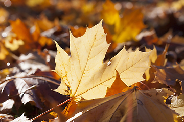 Image showing Maple autumn