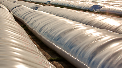 Image showing Silo bag in a farm with fence and field. Rural, countryside image, agricultural industry scene.