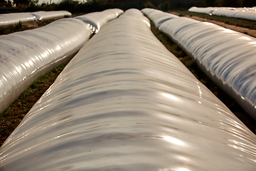 Image showing Silo bag in a farm with fence and field. Rural, countryside image, agricultural industry scene.