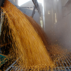 Image showing Silo bag in a farm with fence and field. Rural, countryside image, agricultural industry scene.