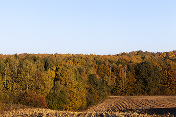 Image showing Autumn corn field