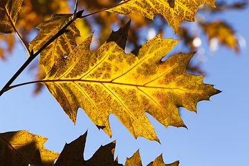 Image showing Oak leaf autumn