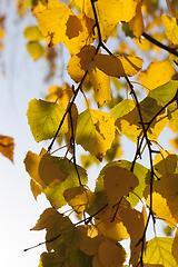Image showing golden and yellow birch foliage