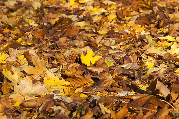 Image showing Illuminated fallen autumn