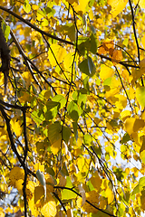 Image showing golden and yellow birch foliage