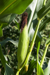 Image showing corn ear