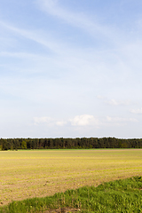 Image showing Spring landscape