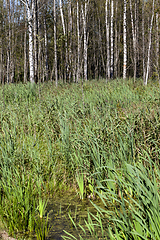 Image showing Swamp reed birch