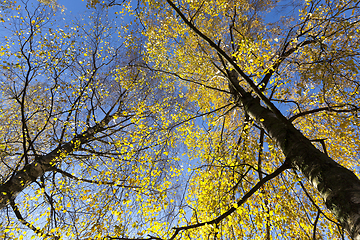 Image showing spring tree