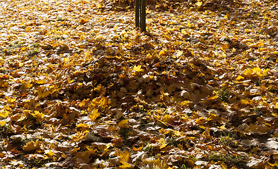 Image showing pile of autumn foliage