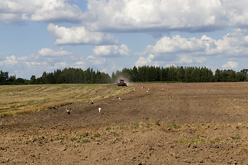 Image showing field stork