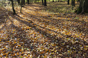 Image showing Autumn forest