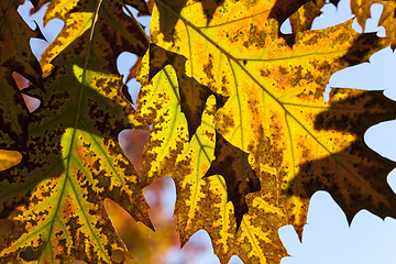 Image showing Oak leaf autumn