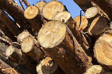 Image showing wood pine