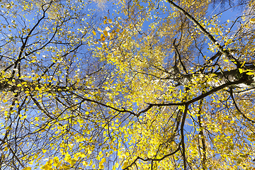 Image showing spring tree