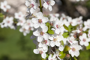 Image showing White cherry