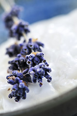 Image showing Lavender cream