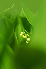 Image showing Lily of the valley in spring garden