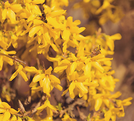 Image showing Yellow spring flower forsythia