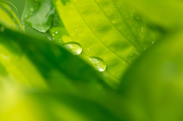 Image showing water drops on green plant leaf