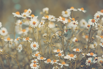 Image showing Chamomile field flowers