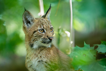 Image showing cute small kitten of Lynx