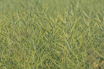 Image showing Unripe seeds of rape