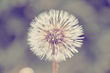 Image showing close up of Dandelion on background green grass