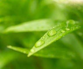 Image showing water drops on green plant leaf