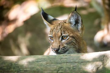 Image showing cute small kitten of Lynx