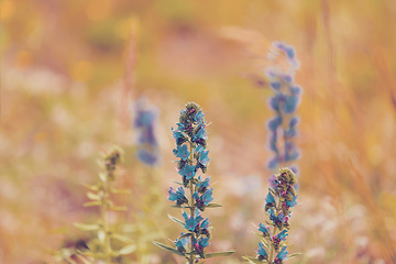 Image showing summer blueweed flower blossom