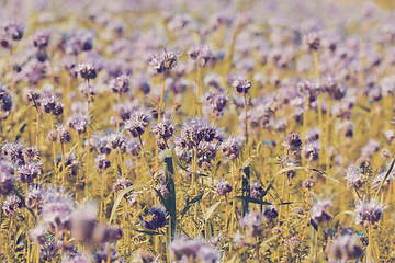 Image showing purple tansy field, countryside