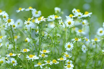 Image showing Chamomile field flowers