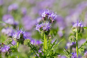 Image showing purple tansy field, countryside