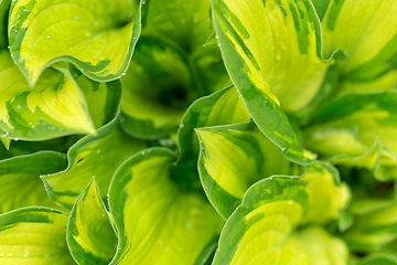 Image showing water drops on green plant leaf