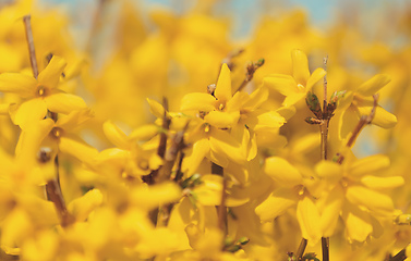 Image showing Yellow spring flower forsythia