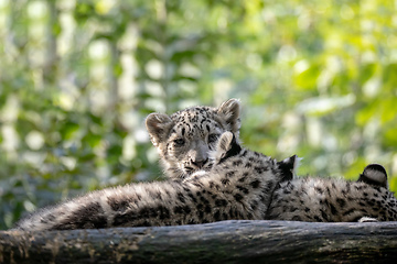 Image showing kitten of Snow Leopard cat, Irbis