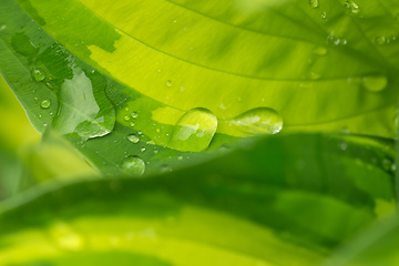 Image showing water drops on green plant leaf