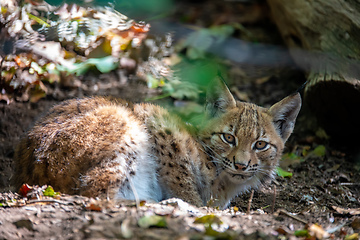 Image showing cute small kitten of Lynx